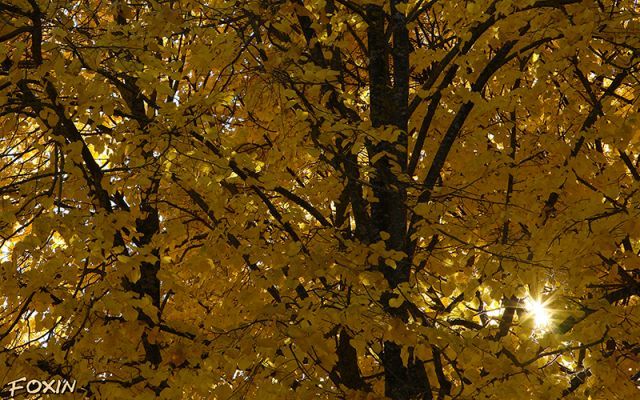 album/049 Sole in autunno.jpg